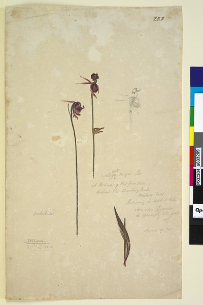 Page 223. Caleana major by John William Lewin